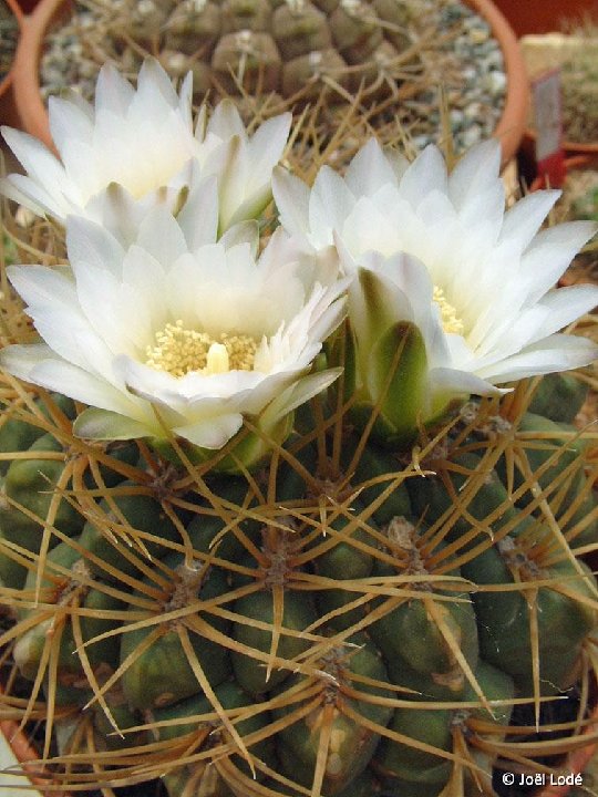 Gymnocalycium monvillei JLcoll.757